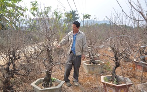 Cả làng đua nhau trồng đào phai bán cành, ông Thủy cất công làm &quot;con bay&quot; cho giặc mối ăn thỏa thích lại đắt hàng