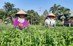 Nghề lạ ở miền Tây: Vô vườn nhà người ta bứt bông, nhặt nụ thu tiền triệu mỗi ngày