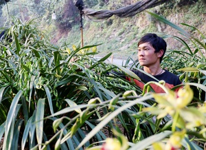 Lào Cai: Giá địa lan giảm mạnh, chậu to đẹp chỉ còn 10 triệu đồng, thương lái "ôm" hoa lo sốt vó