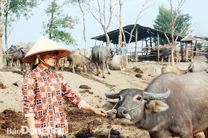 Đồng Nai: Buồn vui nghề nuôi trâu đàn cả trăm con béo mập, kiêm "cò đất" kiếm vài chục triệu