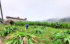 Hà Giang: Vì sao trồng ngô không cần lấy bắp nông dân vẫn chặt bán được giá cao?