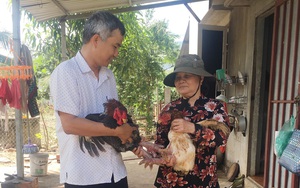 Bà Rịa-Vũng Tàu: Nuôi heo rừng, nuôi gà Đông Tảo bán đắt hàng dịp Tết, gà chân rồng có con bán tới 10 triệu đồng