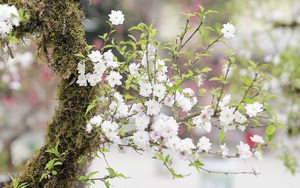 Nhất Chi Mai, thứ hoa "lạnh lùng mà kiêu hãnh", khiến dân chơi Hà Thành đều phải tìm mua, trưng trong nhà dịp Tết