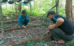 Phú Yên: Lan kim tuyến là loài cây thuốc gì, quý hiếm thế nào mà ở huyện này đang gấp rút bảo tồn, nhân giống?