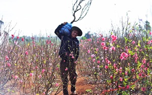 Đắk Lắk: Vụ hoa đào Tết buồn, thương lái &quot;bỏ của chạy lấy người&quot;, nông dân trồng đào lao đao