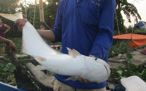 An Giang: Cá bông lau to bự bắt ở sông Vàm Nao, nhưng dạo này bán rẻ vẫn ít người mua ăn, vì sao vậy?