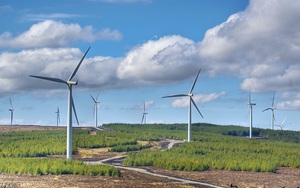 Phú Yên: Chuyển mục đích 11,55ha rừng để thực hiện dự án điện gió