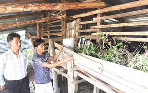 Ninh Thuận: Tiền vốn Quỹ Hỗ trợ nông dân giúp đồng bào dân tộc thiểu số trồng cây đặc sản, nuôi con đặc sản
