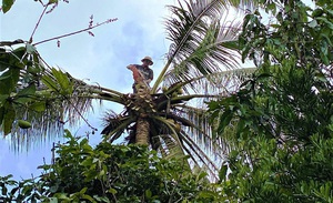 Nghề "ăn cơm dương gian, làm việc trên trời": Chỉ 10 giây, "vua khỉ" miền Tây thoăn thoắt leo cây dừa cao hơn chục mét