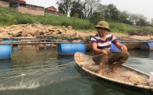 Phú Thọ: Cao thủ săn loài &quot;sát thủ&quot; cá râu dài da trơn tuột, ngạnh sắc nhọn trên Đà giang