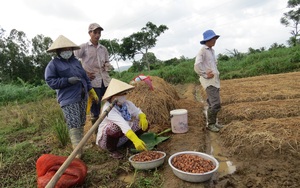 Phú Yên: Dồi dào nguồn vốn cho vay tín dụng chính sách, thoát nghèo