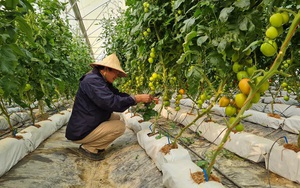 Điện Biên: Từ trồng cà chua công nghệ cao, nông dân có &quot;4 cao&quot; khác là những &quot;cao&quot; nào?
