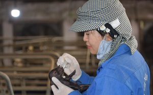 Lần đầu tiên tại Việt Nam: Lợn Ỉ tưởng bị tuyệt chủng nay được nhân bản thành công từ tế bào soma mô tai