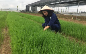 Nghệ An: Liều trồng giống lúa lạ chỉ có bên Tây, làm ra thứ mì cũng lạ, chị nông dân xinh đẹp có chục tỷ