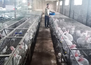 Quảng Ninh: Thủ lĩnh của đàn 1.000 con tai dài lông trắng tiết lộ thu về hơn 300 triệu đồng mỗi năm