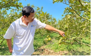 Đồng Nai: Nông dân nuôi ba ba, trồng mãng cầu để làm giàu