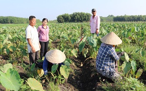 Tây Ninh: Thiên hạ khối nơi trồng khoai môn, nhưng nông dân ở đây trồng thứ khoai môn tên lạ, lãi tới 100 triệu/ha?