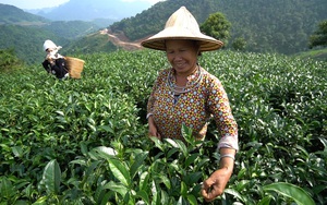 Tuyên Quang: Loài cây chỉ lấy lá đun nước, mọc tít trên núi cao, vì sao được Thủ tướng chọn làm quà tặng?