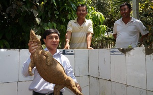 Quảng Nam: Nông dân nuôi những con bò lai &quot;to đùng&quot;, con bò sát nhìn ghê ghê này nhưng thu nhập khiến ai cũng mê