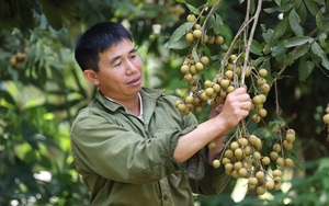 Sơn La: Thu bình quân 200 triệu đồng/1 ha cây ăn quả