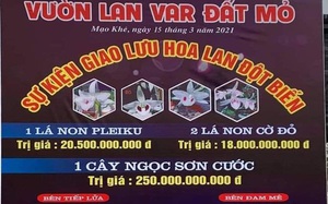 "Cơn sốt" lan đột biến lan đến Tây Nguyên, Quảng Ninh kiểm tra vụ bán lan Ngọc Sơn Cước 250 tỷ