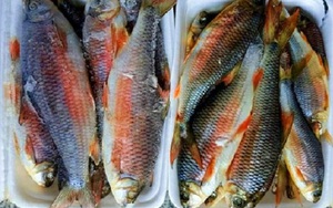 Bình Định: Loài cá chỉ vượt thác để sinh sản, ăn cùng với loại rau tên nghe bắt tai, bán &quot;đắt như tôm tươi&quot;