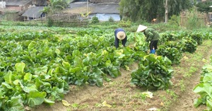 Bắc Cạn: Trồng giống rau cải khổng lồ, 2 tháng nặng 2,5kg/cây, Nhật Bản mua tới tấp
