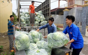 Thái Bình: Đến khổ, bán 3 cái bắp cải to ú ụ chưa mua nổi gói mì tôm, nông dân mong muốn điều này