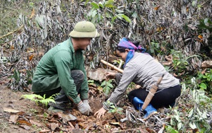 Ngày Thế giới trồng cây: Trồng hơn 21.000 cây gỗ lớn rừng đầu nguồn xứ Thanh