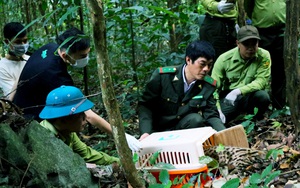 Lần đầu tiên tại Cúc Phương: Sẽ tổ chức tour du lịch "Về nhà" liên quan đến tái thả động vật hoang dã