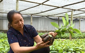 Phú Thọ: Cả nhà "đổi vận" nhờ trồng cây quý vừa thơm vừa cay, mỗi năm bán 70 vạn cây giống