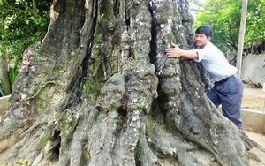 Hai cây thị cổ xù xì với nhiều mắt ụ, rễ lớn kéo dài hàng mét được coi như "báu vật" ở Thanh Hóa