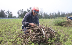 Hà Tĩnh: Nông dân đào đào, bới bới, cắt cắt thứ cây dại mọc tràn lan bờ biển mà kiếm bộn tiền