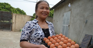 Hà Nội: Kỳ lạ trại gà 4 tháng không phải dọn phân, trứng luộc lên ăn béo thơm mà không thoát "nỗi đau" này