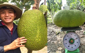 Giá mít Thái hôm nay 23/3: Mới tăng lại giảm, nhà vườn trồng mít Thái hé lộ cách tuyển ra nhiều trái mít loại Nhất