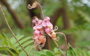 Loài hoa gì ở miền Tây &quot;lên&quot; tận tỉnh Tây Ninh nở quá trời, ai ngắm cũng thấy đẹp mê li, thốt lên trầm trồ?