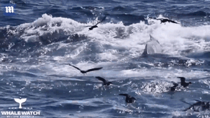 Khách du lịch chứng kiến cuộc đấu sinh tử giữa cá voi xanh và đàn cá voi sát thủ