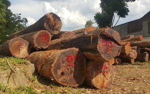 Vụ mất 22.000 ha rừng tại 4 công ty lâm nghiệp: Sở NNPTNT Đắk Lắk nói gì? 