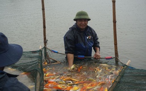 Nam Định: Nuôi loài cá &quot;sang chảnh&quot;, có con dài gần 1 mét, bán giá nghìn đô, 8X này thu tiền tỷ