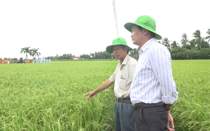 Tiền Giang: Né hạn mặn, nông dân vùng này trồng lúa hữu cơ bán cho châu Âu và thu lãi lớn