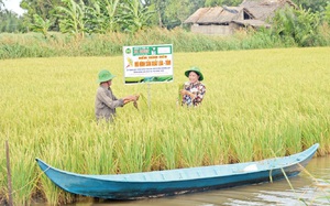 Trồng lúa hữu cơ để né hạn mặn, xuất khẩu sang châu Âu, nhà nông thu lãi lớn