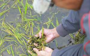 Hà Nam: Kỳ lạ cứ lúa lên là ốc bươu vàng "mọc" dày đặc trên ruộng, nông dân ngán ngẩm