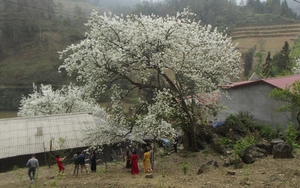 Lào Cai: Du khách kéo đến ngắm 3 cây lê cổ thụ, nở hoa trắng xóa sau nhà trình tường ở Bắc Hà