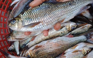 Nghệ An: Loài cá tên nghe đã thấy mát mẻ, chỉ thích sống trong khe, ăn lại lợi sữa ai cũng mê
