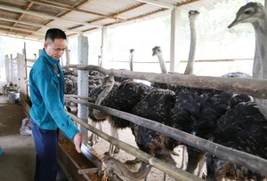 Lào Cai: Anh nông dân nuôi giống &quot;gà khổng lồ&quot;, thích tắm cát, ăn ngô cỏ, bán giá 8-10 triệu đồng/con