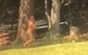 Phát hiện ra 'quái vật Bigfoot' đang khỏa thân, chạy lông nhông ngoài đường