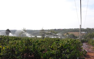 Gia Lai: Có nguồn điện ổn định, nông dân Chư Sê chủ động bơm tưới cà phê