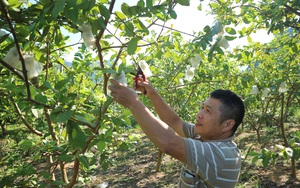 Thái Nguyên: Quỹ Hỗ trợ nông dân góp phần “nuôi lớn” những trang trại giàu có