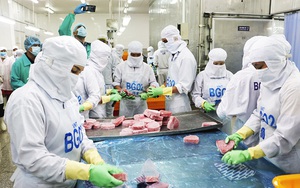 Khánh Hòa: Đơn hàng mua cá ngừ đại dương từ nước ngoài về nhiều, nhưng doanh nghiệp lại đang lo thiếu cái gì?
