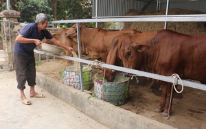 Xây dựng NTM ở Điện Biên: Bảo vệ môi trường, đồng hành cùng chăn nuôi